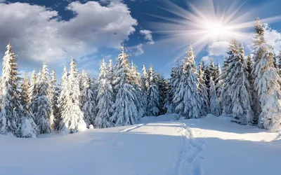 Фотографии зимнего леса: JPG, PNG, WebP доступны