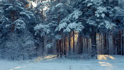 Зимний лес: Природные чудеса зимы в изображениях