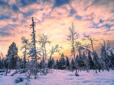 Зимний лес: Зимняя сказочность в фотографиях