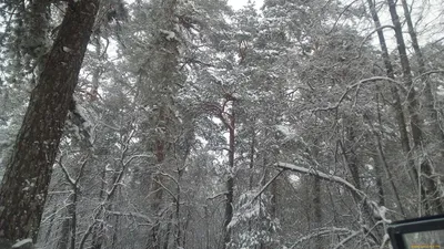 Зимний лес: Зимние оттенки природы на фото