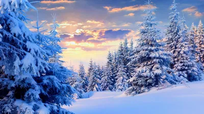 Зимний лес в заснеженной красе