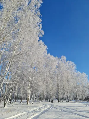 Фото зимнего леса: Разнообразие форматов для скачивания