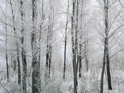 Зимний лес: Красота зимней природы в изображениях