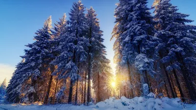 Фото зимнего леса: Величественная зимняя природа