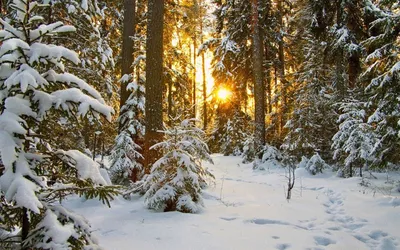 Зимний лес: Магия зимнего пейзажа
