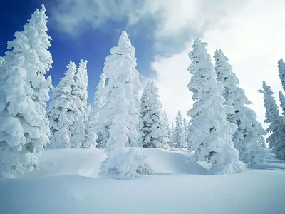 Зимний лес: Замороженная красота