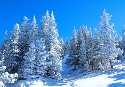 Фото зимнего леса для скачивания: JPG, PNG, WebP