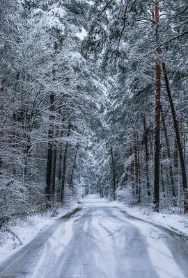 Замечательные обои с изображением Зимнего леса: скачайте в желаемом формате