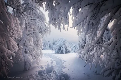 Чудесные фото Зимнего леса: бесплатно скачать в JPG, PNG, WebP