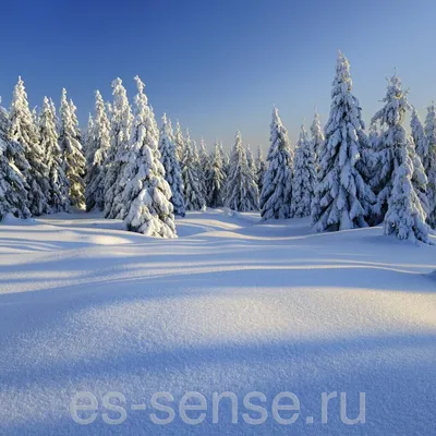 Зимний лес во всей своей красе: впечатляющее фото