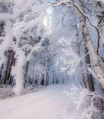 Величественный зимний лес: прекрасное фото