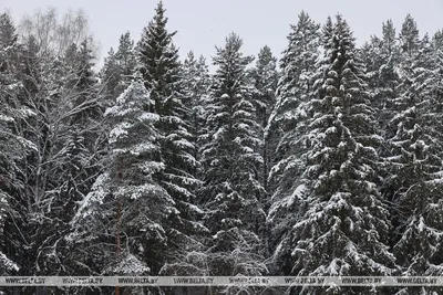 Природное волшебство зимнего леса: зафиксированное на фото