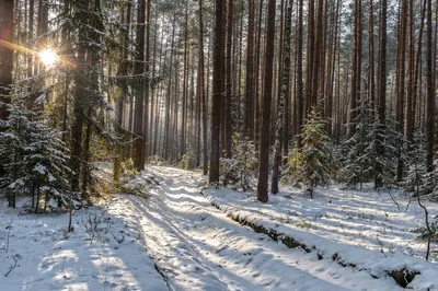 Релаксация в зимнем лесу: красивая фотография