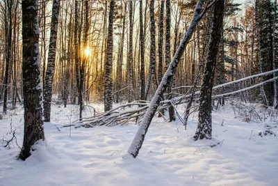 Удивительные пейзажи зимнего леса: увидьте на фото