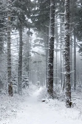Рисунок зимнего лесного пейзажа в 4K разрешении.