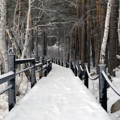 HD изображение зимнего лесного пейзажа.