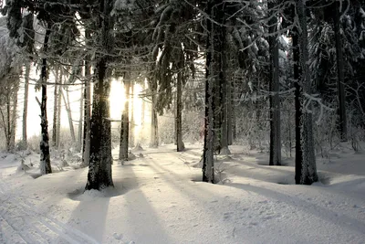 Фотография на андроид: обворожительный зимний лес