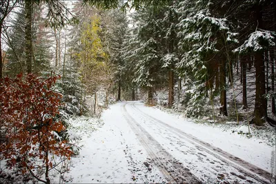 Великолепные обои с зимней природой: HD изображения для скачивания