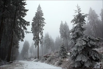 Потрясающий зимний лес: Изображения в HD качестве, идеальные для фона