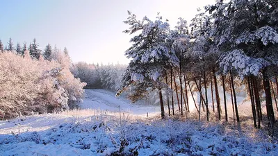 Под белым одеялом: волшебство зимнего леса на фото 