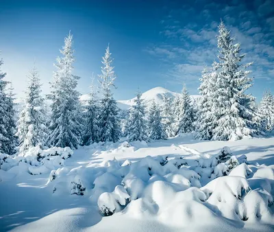 Прикосновение мороза: фото зимнего леса 