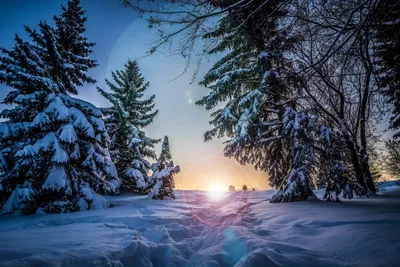 Сны зимнего леса: захватывающее фото 