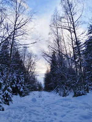 Зимняя апокалипсис: фотография зимного леса 
