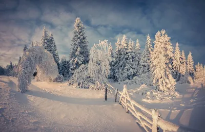 Зимний райский уголок: фото удивительного лесного пейзажа