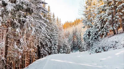Красивая картинка зимнего леса
