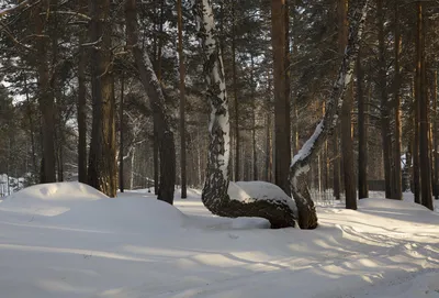 Фото леса снимком в 4K качестве