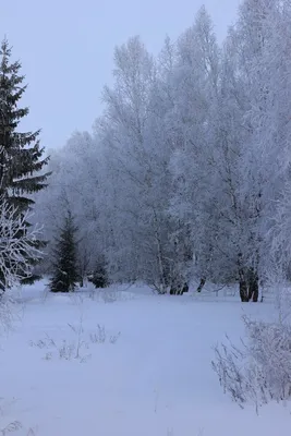 Скачать бесплатно фото зимнего пейзажа леса