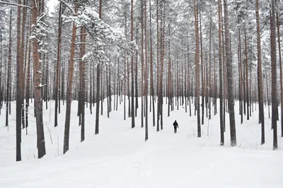 Зимний лес: фото в формате png
