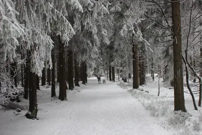 Фон с изображением зимнего леса