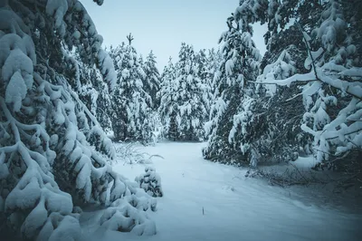Лес в зимнем наряде: фото в высоком разрешении