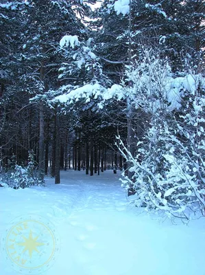 Фотографии зимнего пейзажа леса в HD качестве
