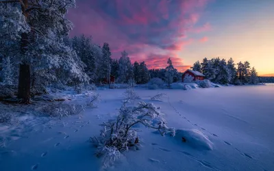 Фотографии зимнего пейзажа леса на андроид в хорошем качестве