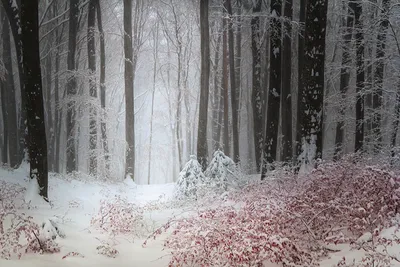 Роскошные фотографии зимнего пейзажа леса в Full HD качестве