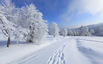 Фотографии зимнего пейзажа: Свежие и впечатляющие