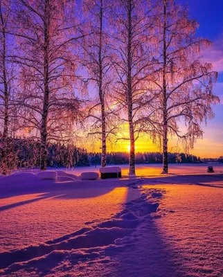 Зимний рассвет  фото