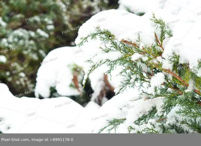 Засушенные деревья в ледяных одеждах: фото снежной зимы