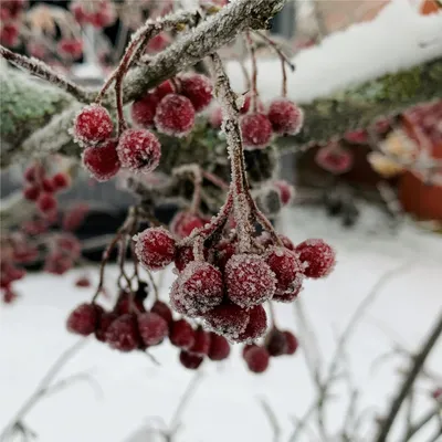 Фотографии зимних деревьев: природа во всей красе