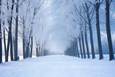 Зимний лес в мягком свете: Картинка в PNG формате