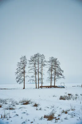 Зимние пейзажи в Full HD: Бесплатные обои для рабочего стола