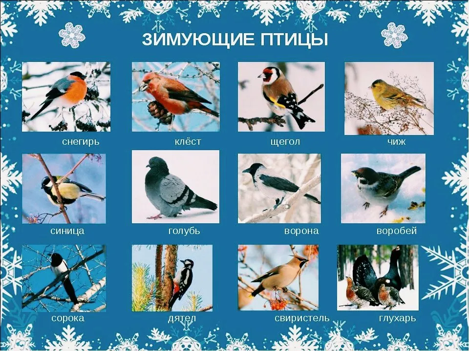 Картинки с названиями птиц для детей (40 картинок) 🌟