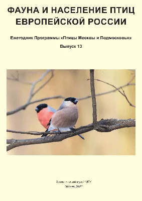 Потрясающие птицы Калининградской области: скачивайте в нужном формате