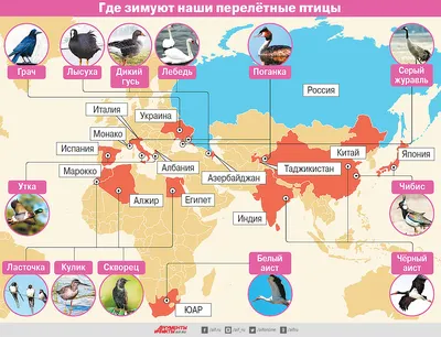 Интересные отображения зимних птиц Калининградской области для сохранения