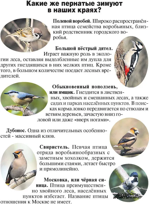 Птицы Подмосковья: фото, название и описание