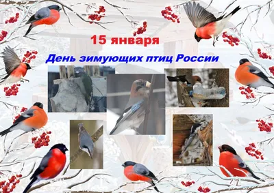 Волшебство зимнего утра: Фотографии зимующих птиц Хабаровского края