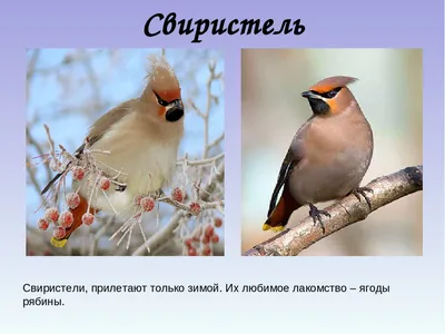 Зимние крылья Хабаровска: Фотографии птиц в холодном великолепии