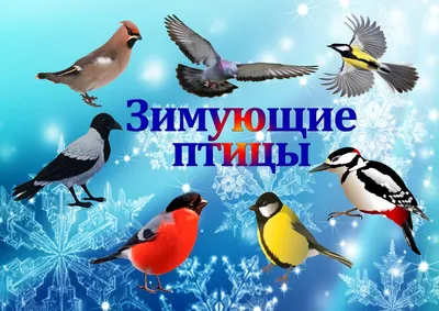 Зимняя симфония: Фото зимующих пернатых Хабаровского края